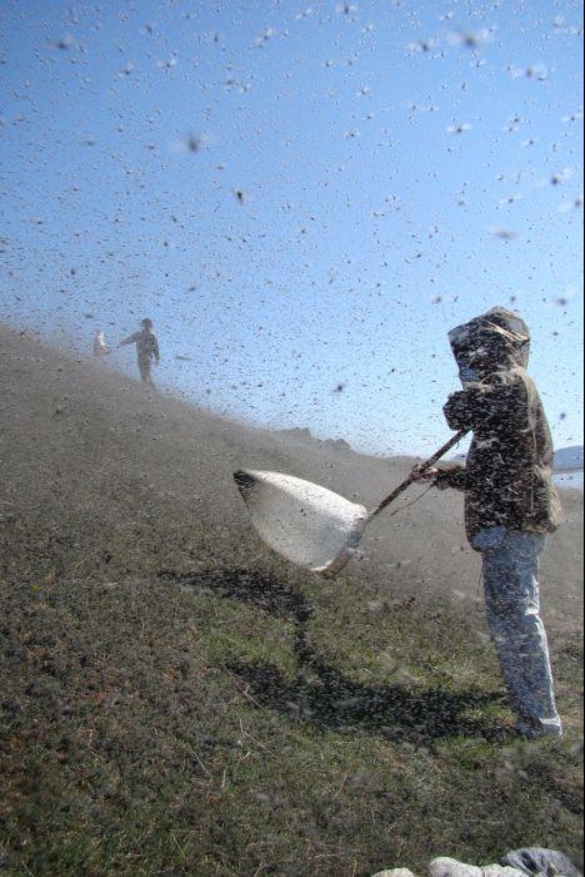 The invasion of mosquitoes in Wisconsin