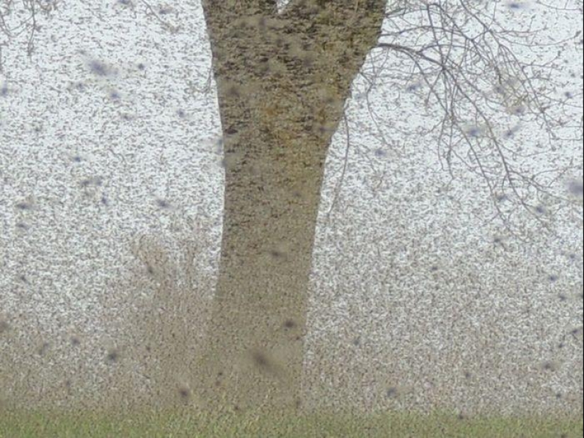 The invasion of mosquitoes in Wisconsin