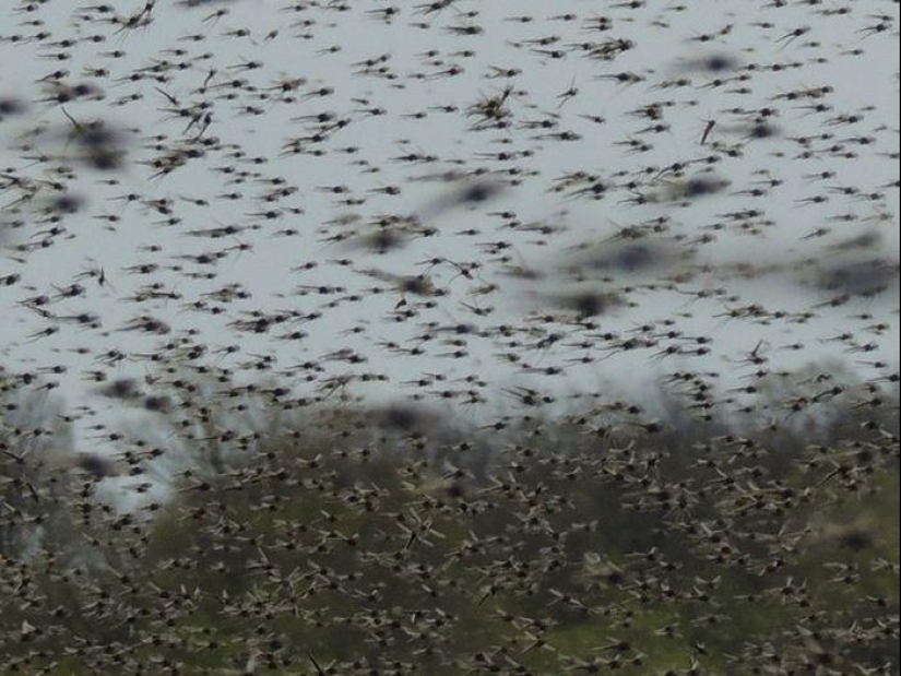 The invasion of mosquitoes in Wisconsin