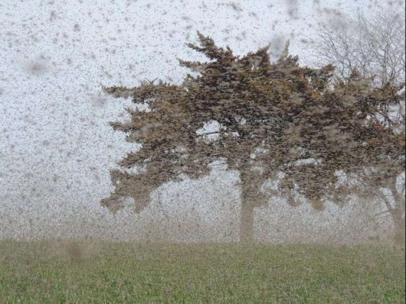 The invasion of mosquitoes in Wisconsin