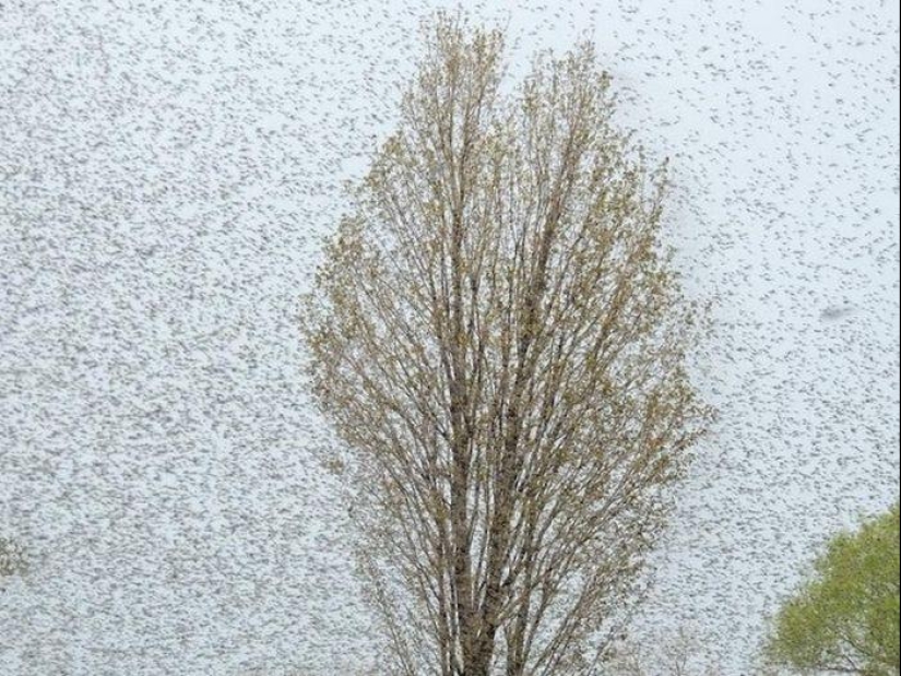 The invasion of mosquitoes in Wisconsin