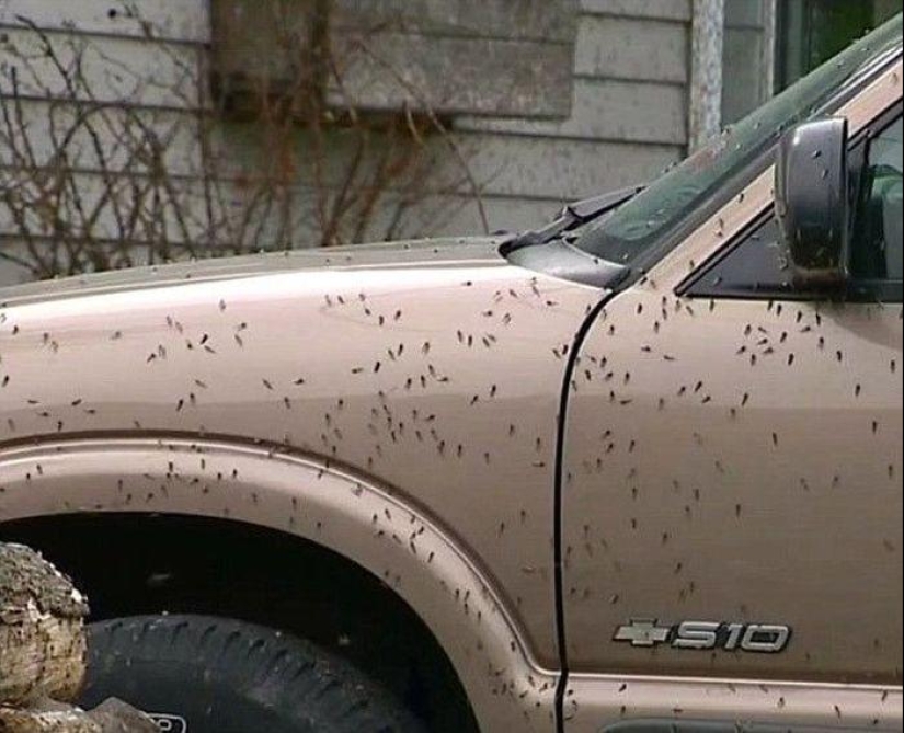 The invasion of mosquitoes in Wisconsin