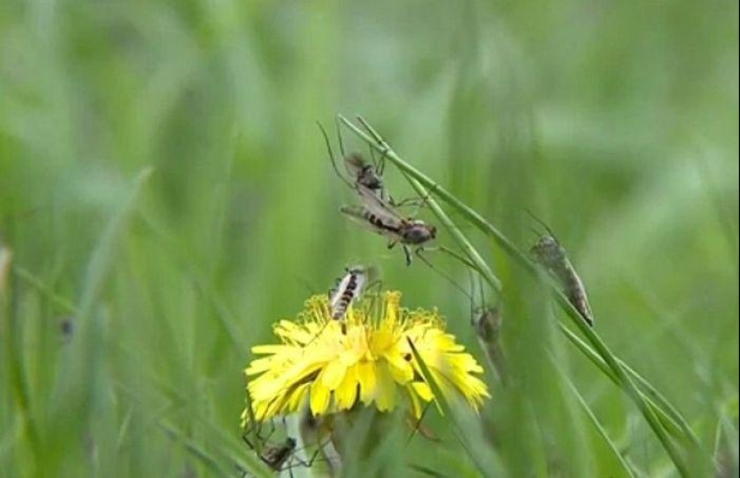 The invasion of mosquitoes in Wisconsin