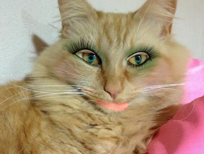 The Japanese make glamorous pussies out of their pets