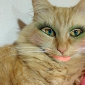 The Japanese make glamorous pussies out of their pets