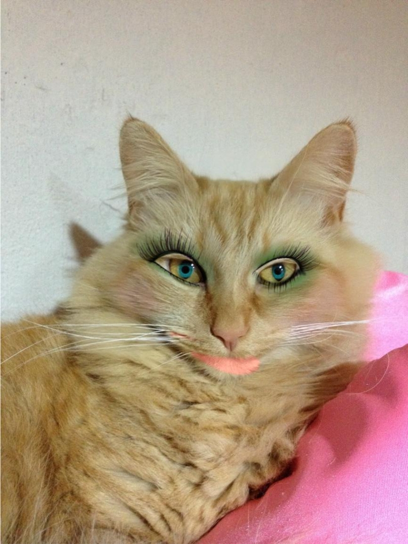 The Japanese make glamorous pussies out of their pets