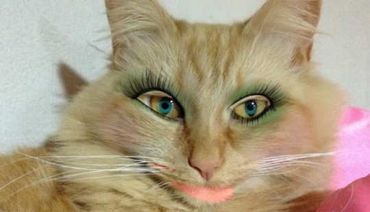 The Japanese make glamorous pussies out of their pets The Japanese make glamorous pussies out of their pets