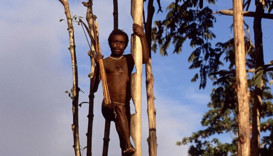 The Korowai are a mysterious tribe of cannibals who have recently learned about civilization