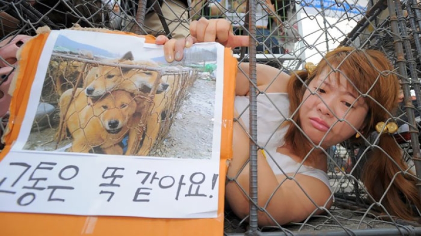 The largest dog meat market will be closed in South Korea