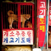The largest dog meat market will be closed in South Korea