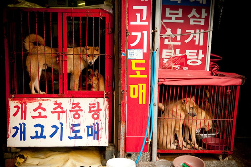 The largest dog meat market will be closed in South Korea