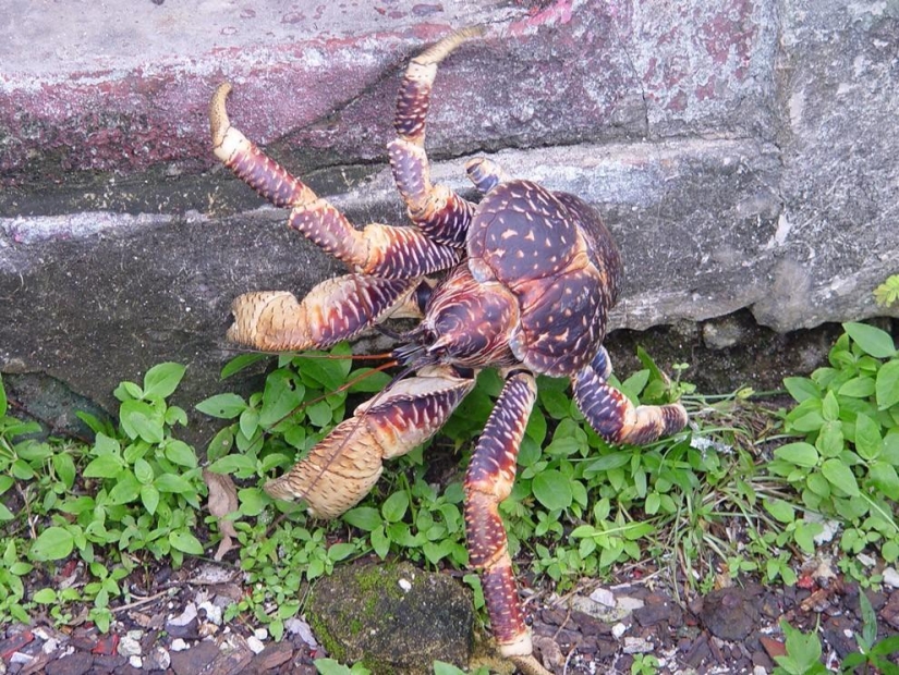 The largest representative of arthropods is the coconut crab or palm thief.