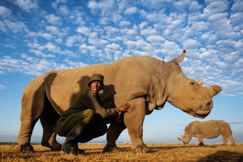 The last rhinoceros on the planet