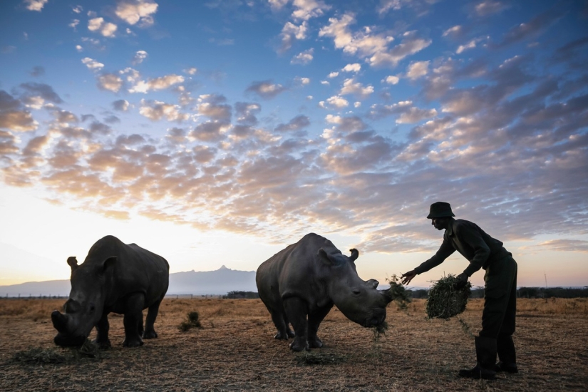 The last rhinoceros on the planet