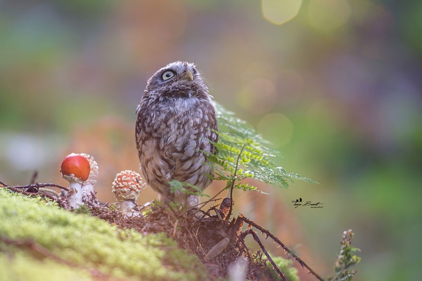 The latest celebrity on the internet is a tiny owl!