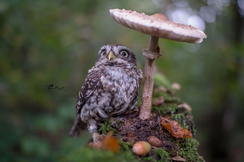 The latest celebrity on the internet is a tiny owl!