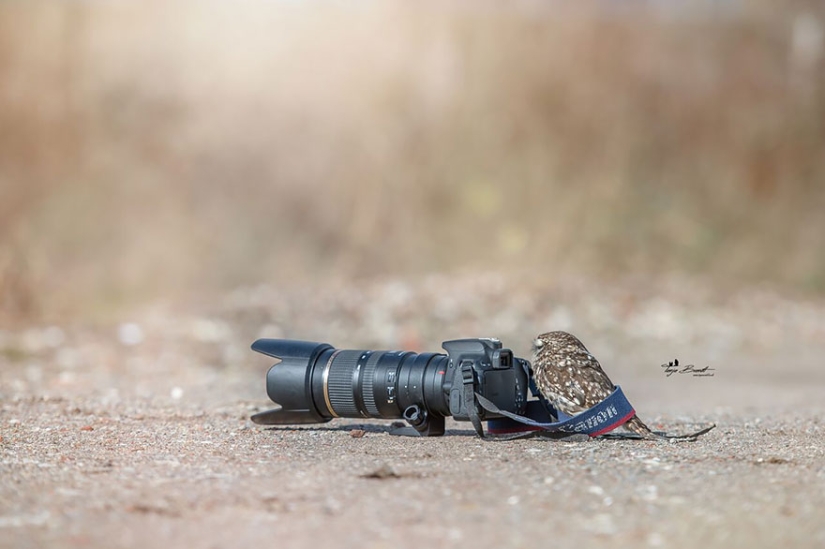 The latest celebrity on the internet is a tiny owl!