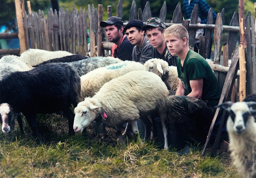 The life of shepherds in the meadow