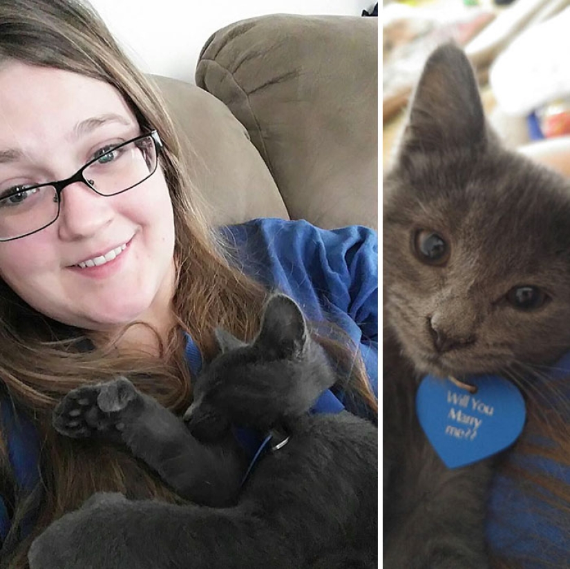 The lover proposed with the help of the kitten Gandalf from the shelter