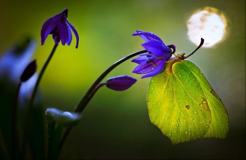 The magic of macro photography by Magdalena Vasicek