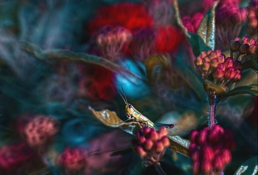 The magic of macro photography by Magdalena Vasicek