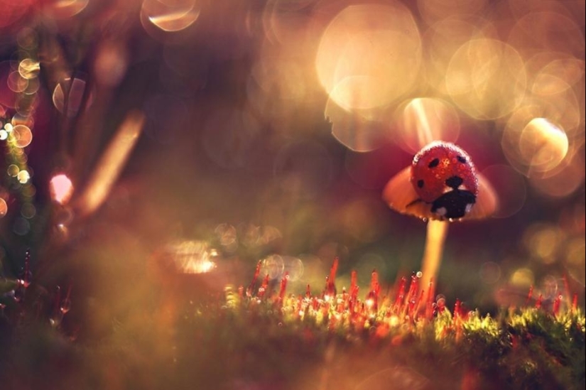 The magic of macro photography by Magdalena Vasicek