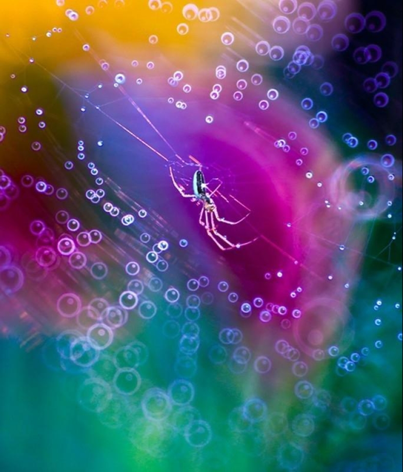 The magic of macro photography by Magdalena Vasicek