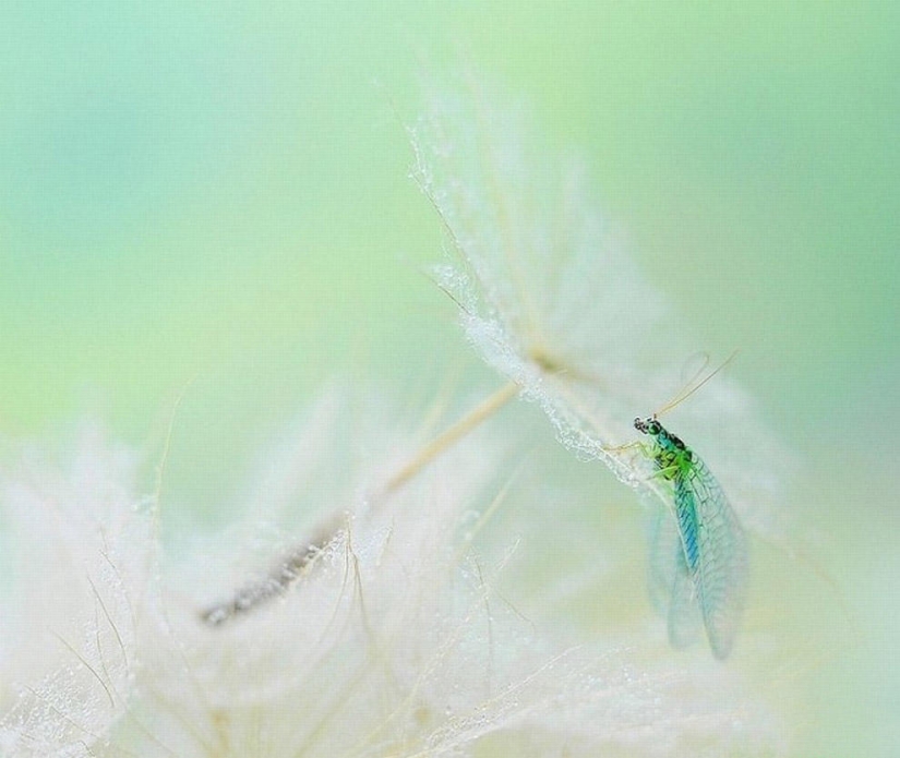 The magic of macro photography by Magdalena Vasicek