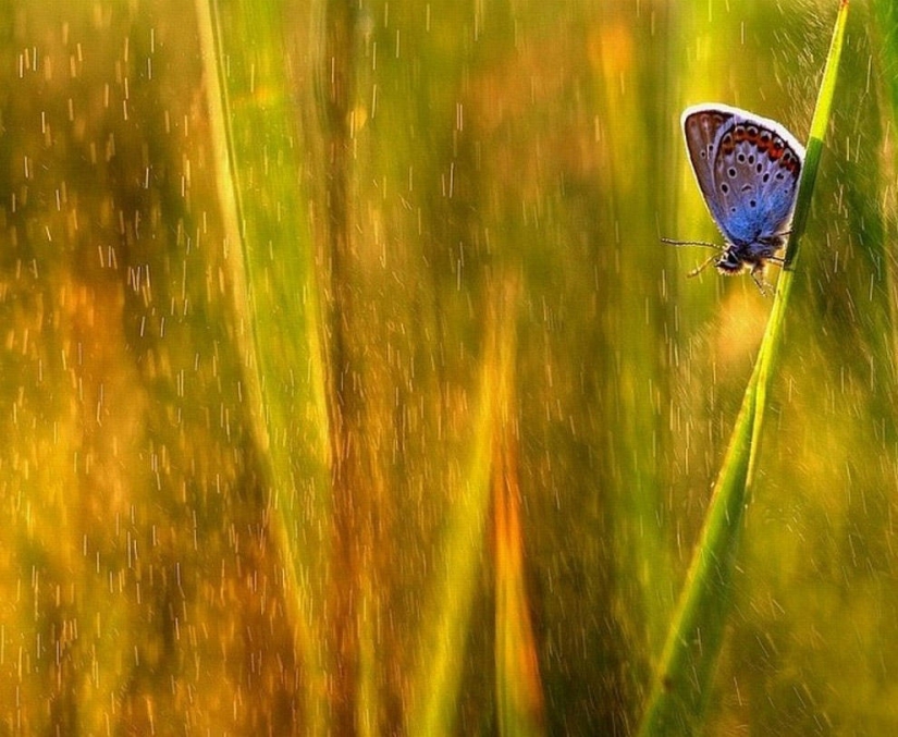 The magic of macro photography by Magdalena Vasicek