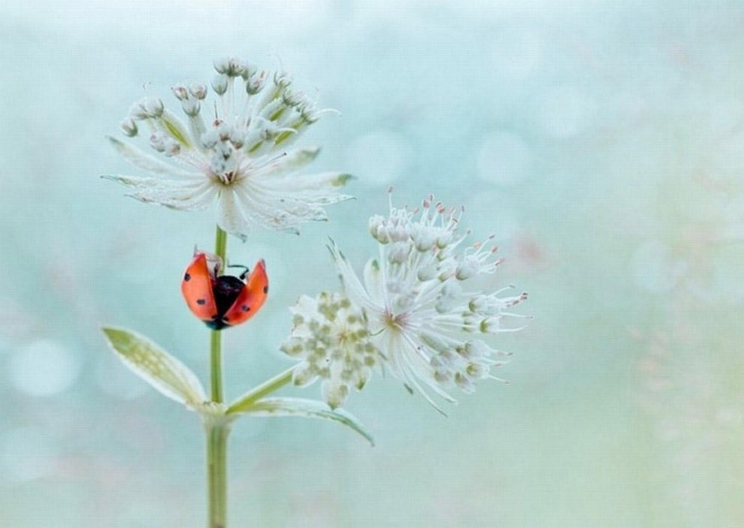 The magic of macro photography by Magdalena Vasicek