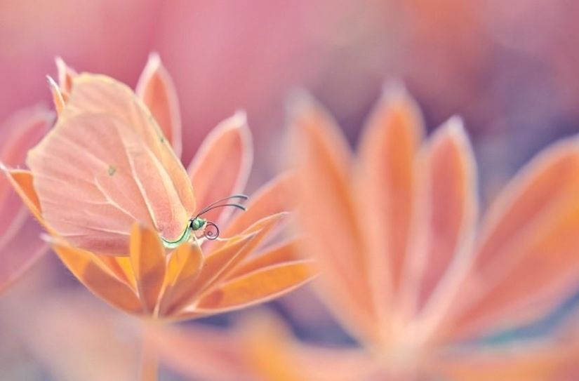 The magic of macro photography by Magdalena Vasicek