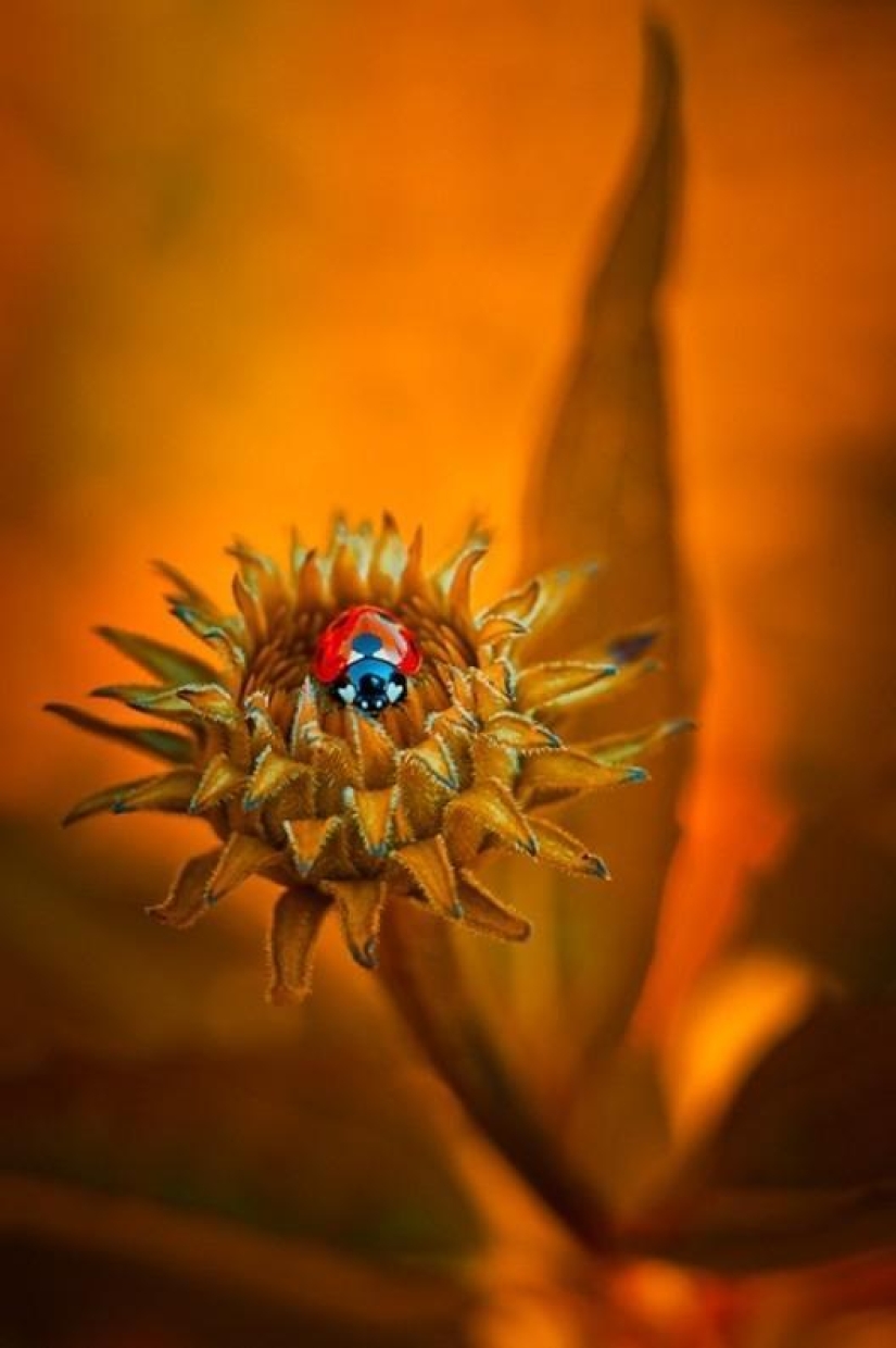 The magic of macro photography by Magdalena Vasicek