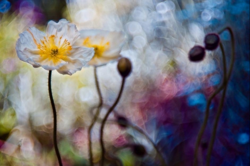 The magic of macro photography by Magdalena Vasicek