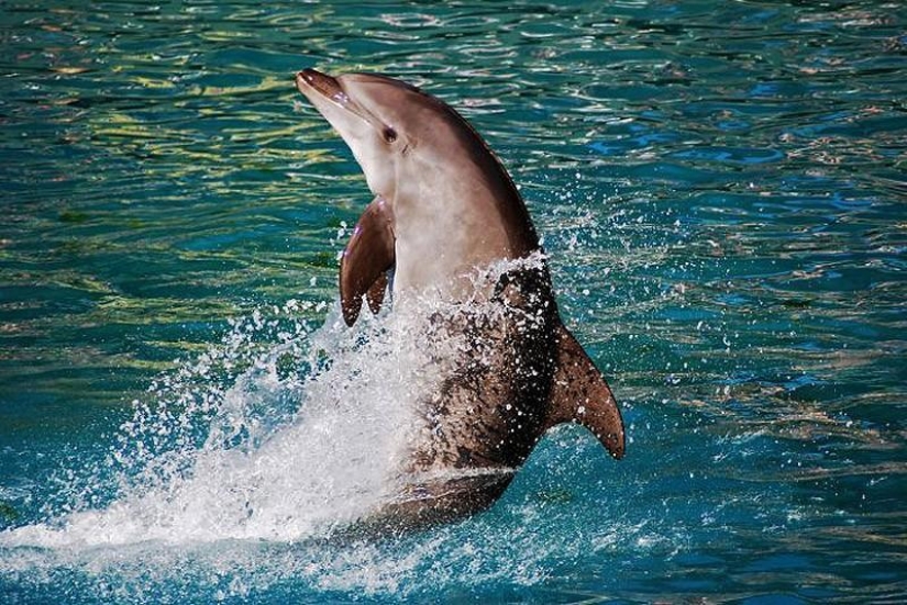 The most amazing facts about dolphins