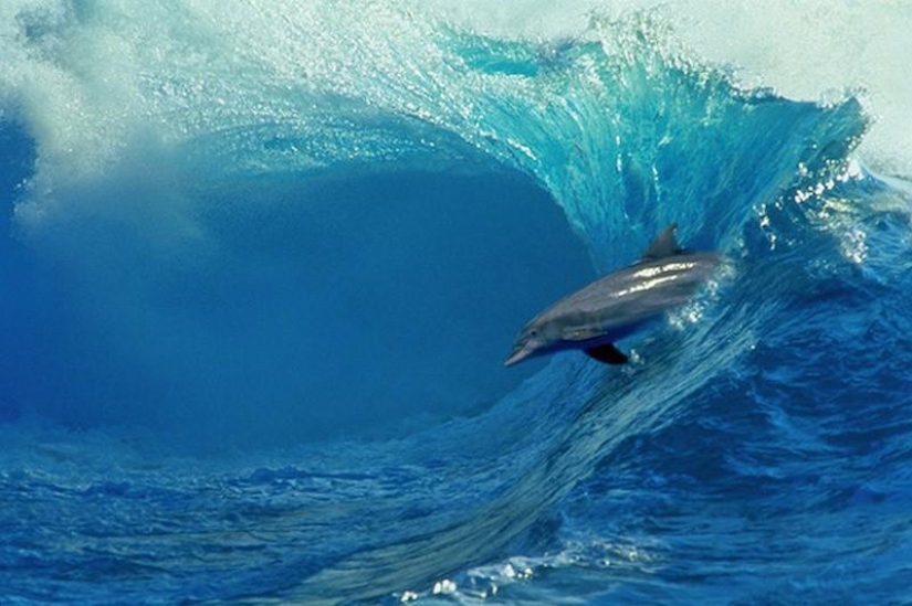 The most amazing facts about dolphins