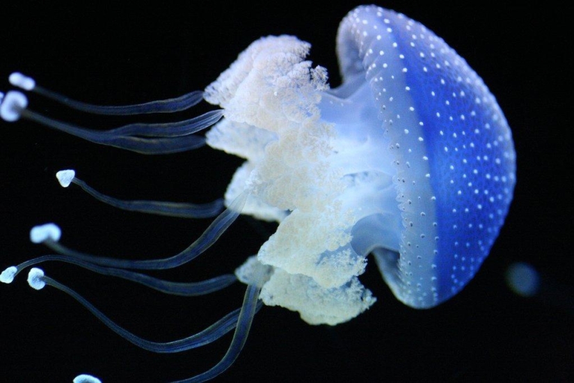 The most beautiful and colorful jellyfish