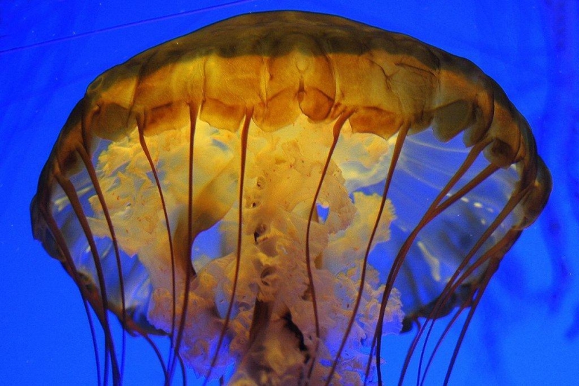 The most beautiful and colorful jellyfish