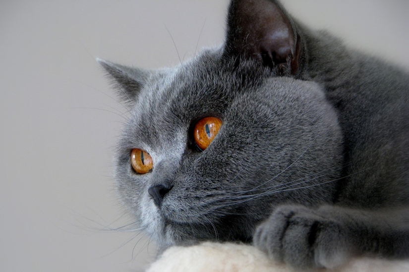 The most beautiful cat breeds