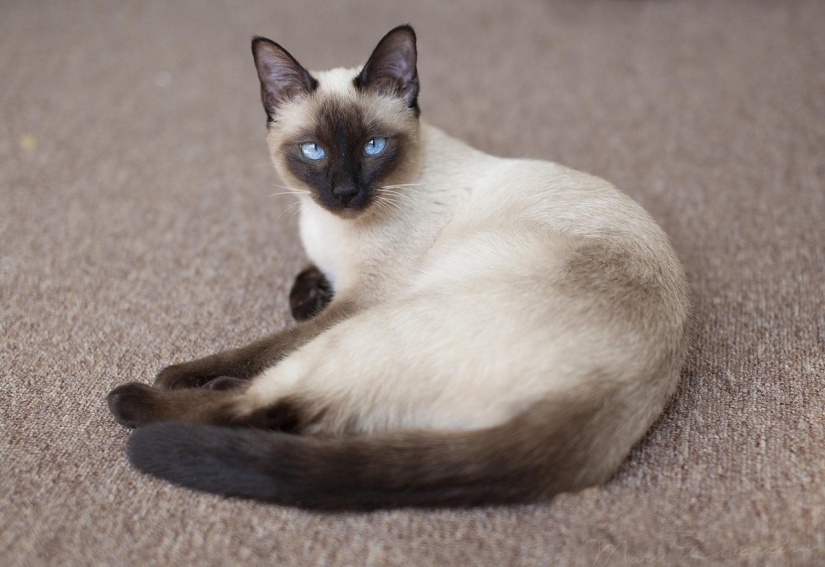 The most beautiful cat breeds