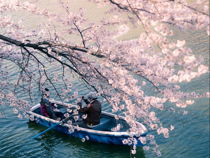 The most beautiful cherry blossom photos of 2014