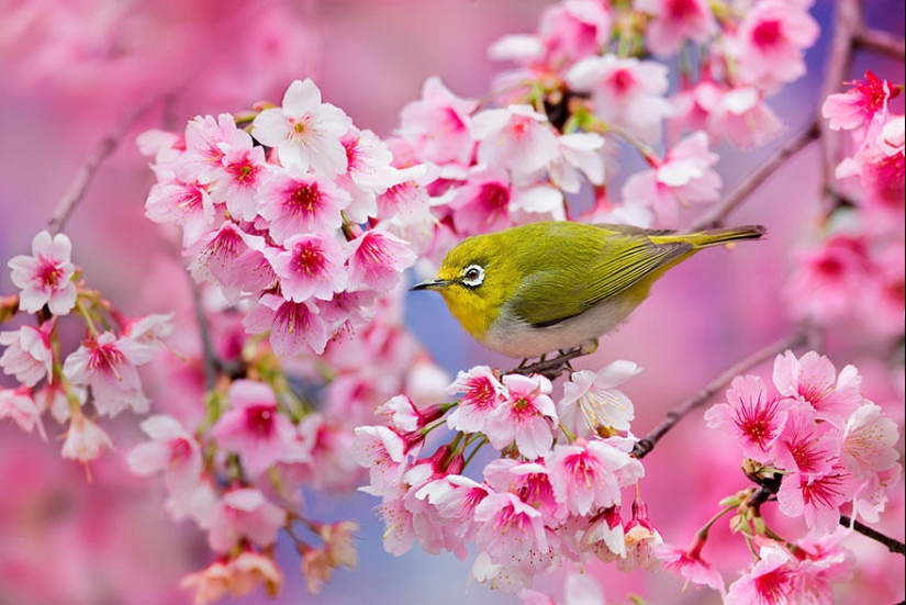 The most beautiful cherry blossom photos of 2014