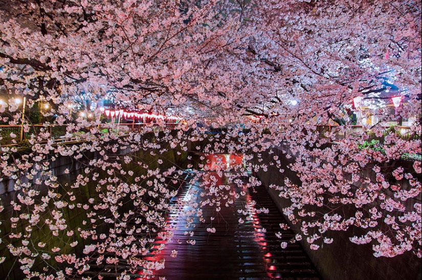 The most beautiful cherry blossoms around the world