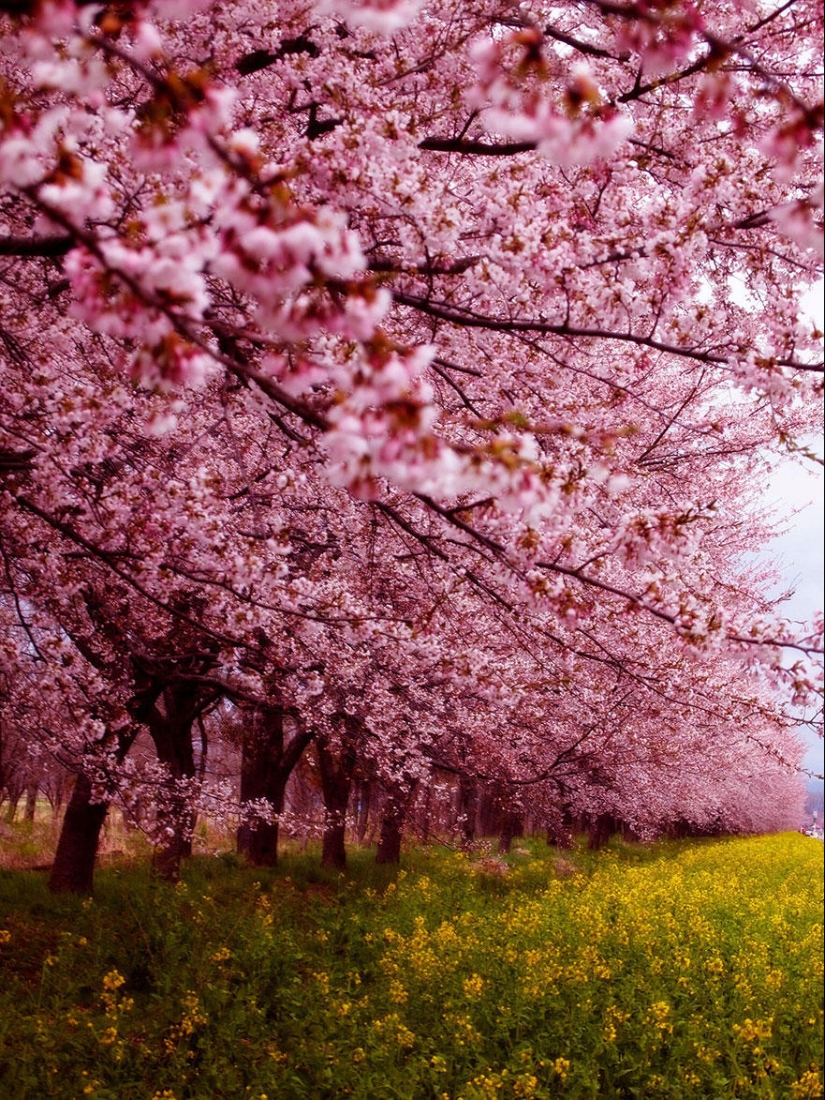 The most beautiful cherry blossoms around the world