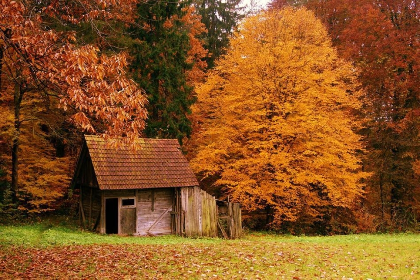 The most beautiful houses in the forest