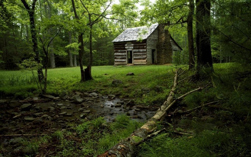 The most beautiful houses in the forest