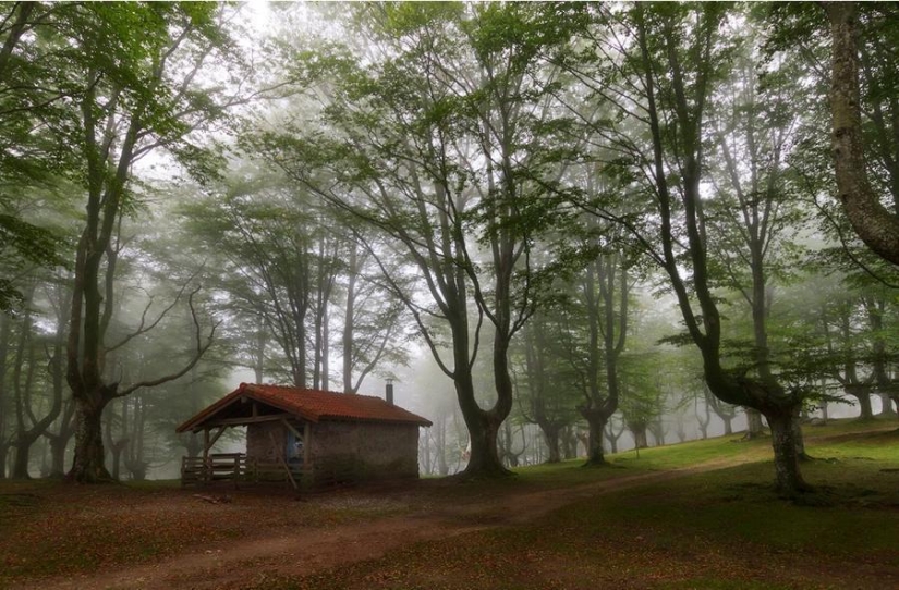 The most beautiful houses in the forest