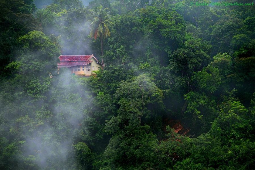 The most beautiful houses in the forest