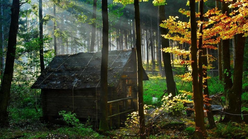 The most beautiful houses in the forest