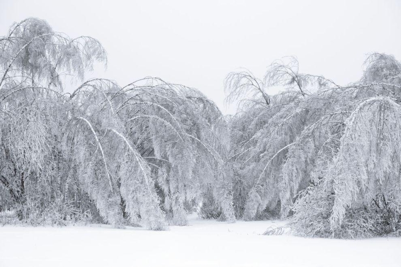 The most beautiful photos of a frosty winter