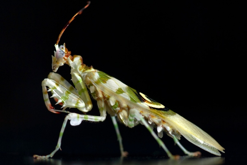 The most beautiful praying mantises